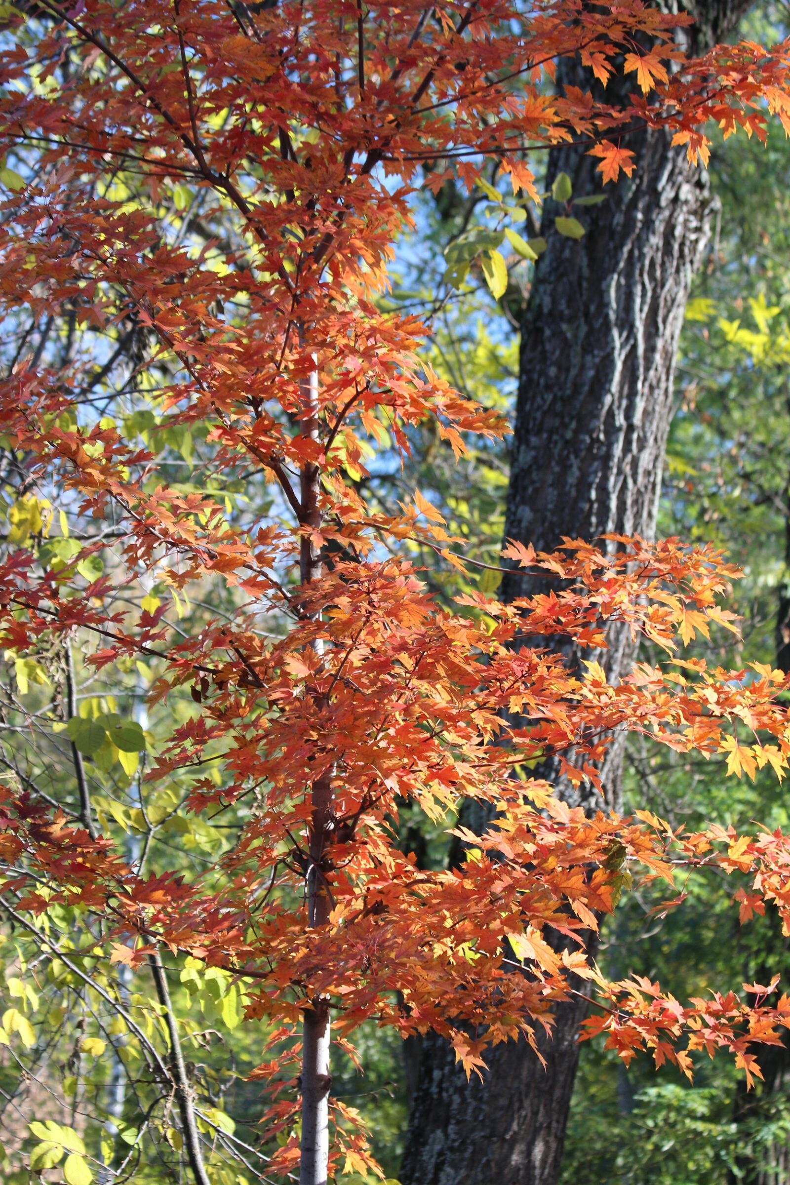 Canon EOS 650D (EOS Rebel T4i / EOS Kiss X6i) sample photo. Maple, tree, leaves photography