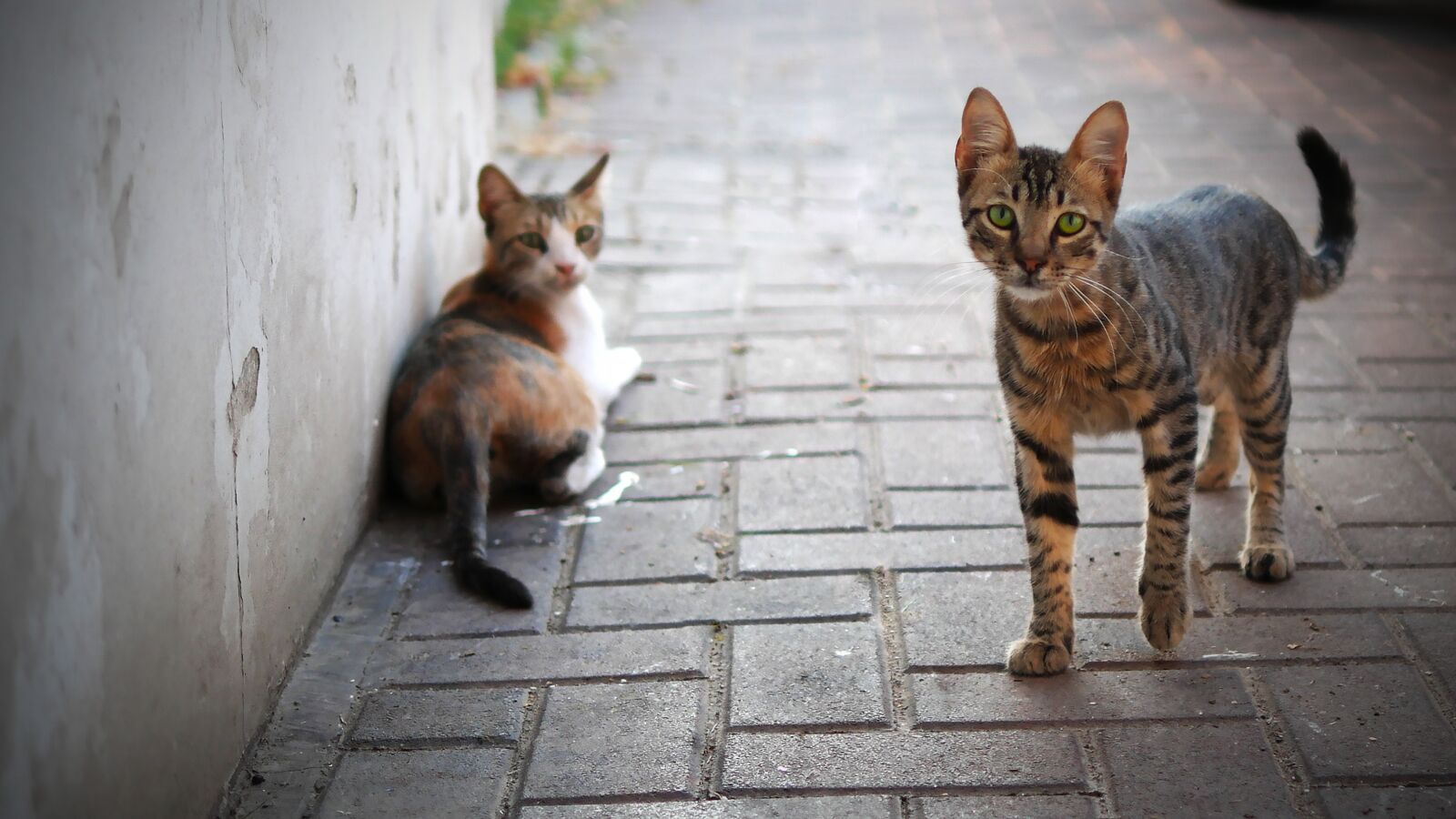Panasonic Lumix DMC-GH4 sample photo. Cat, cute, animal photography