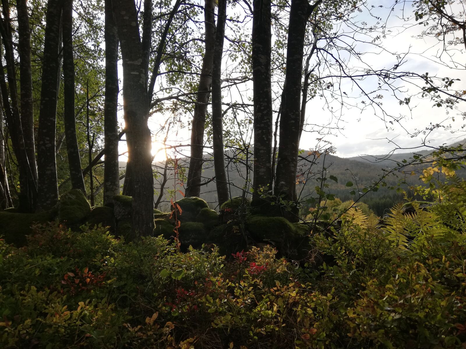 HUAWEI RNE-L21 sample photo. Trees, sun, stonewall photography