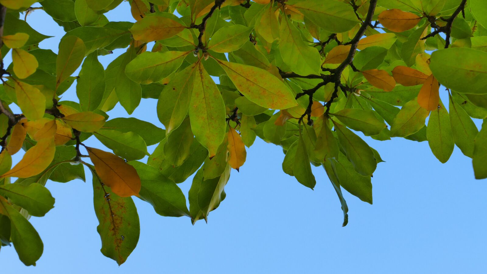 Panasonic Lumix DMC-FZ1000 sample photo. Foliage, magnolia, sky photography