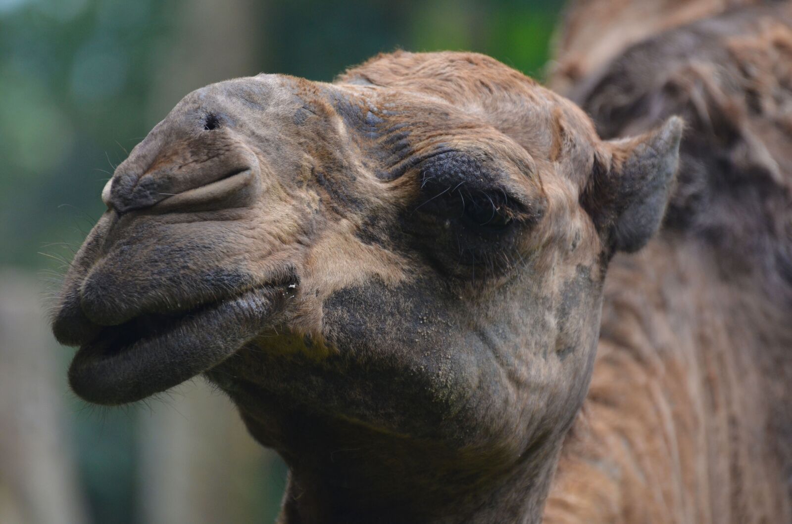 Nikon D7000 sample photo. Camel, animal, nature photography