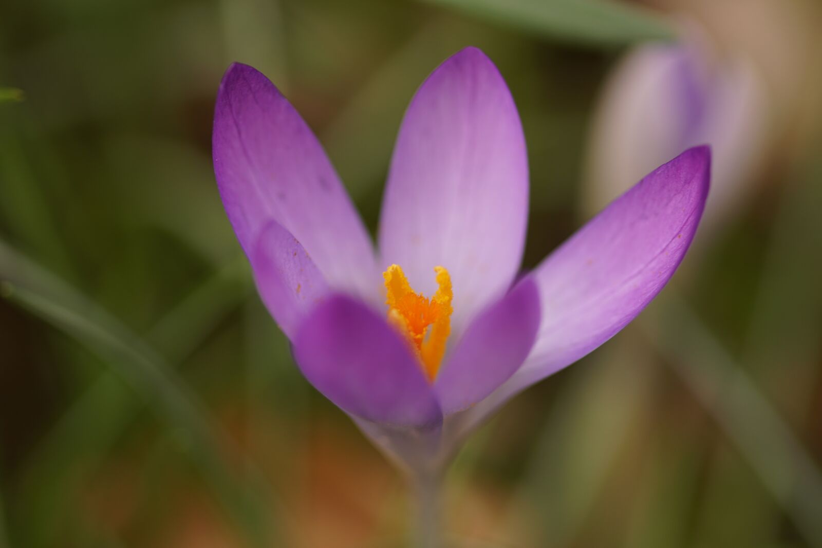 Sony SLT-A68 sample photo. Flower, crocus, spring photography