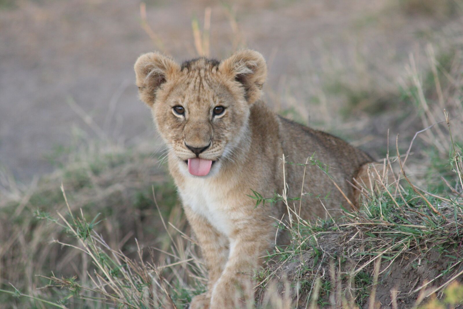 Canon EOS 350D (EOS Digital Rebel XT / EOS Kiss Digital N) sample photo. Baby lion, lion cub photography