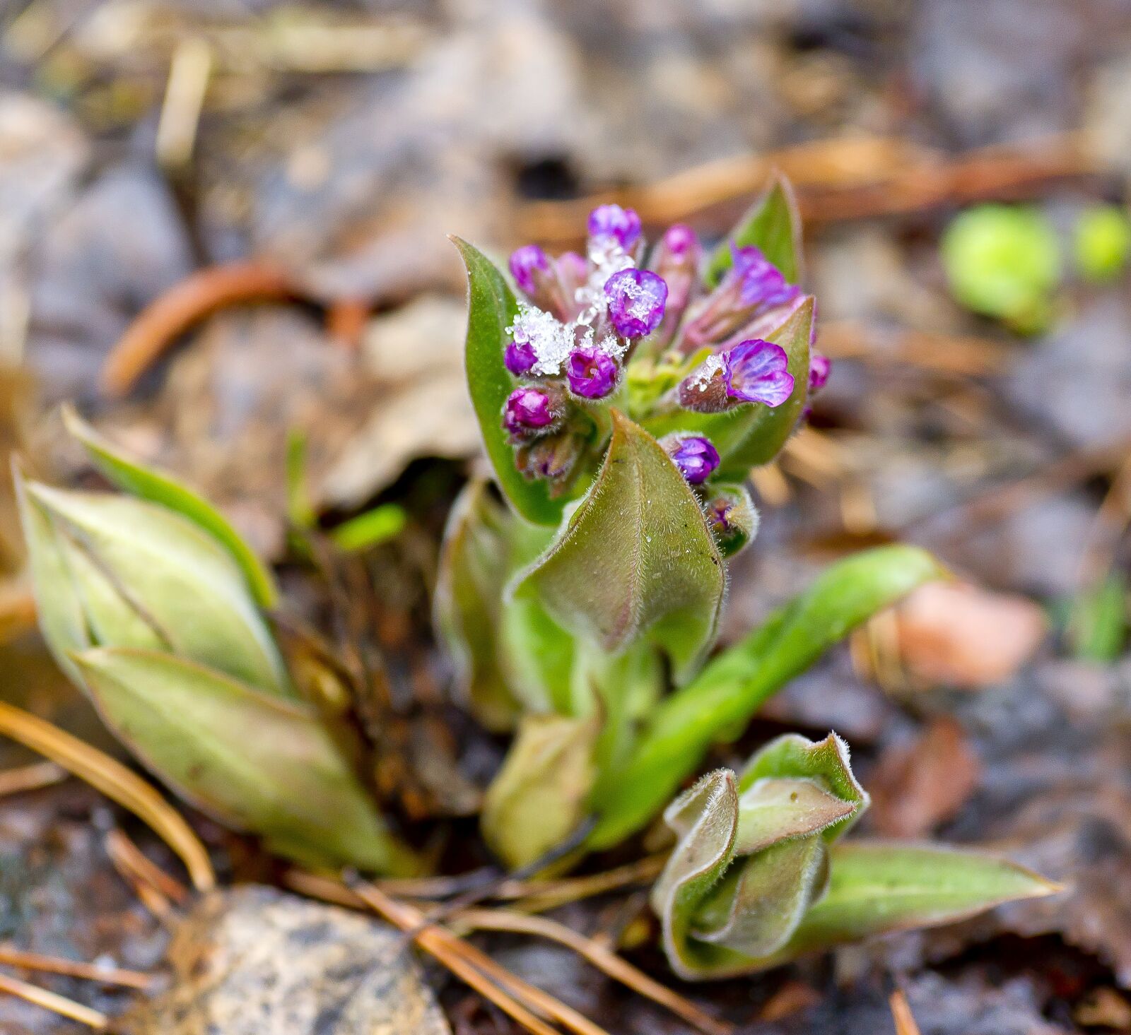 Sony Alpha DSLR-A850 sample photo. Flowers, spring flowers, bright photography