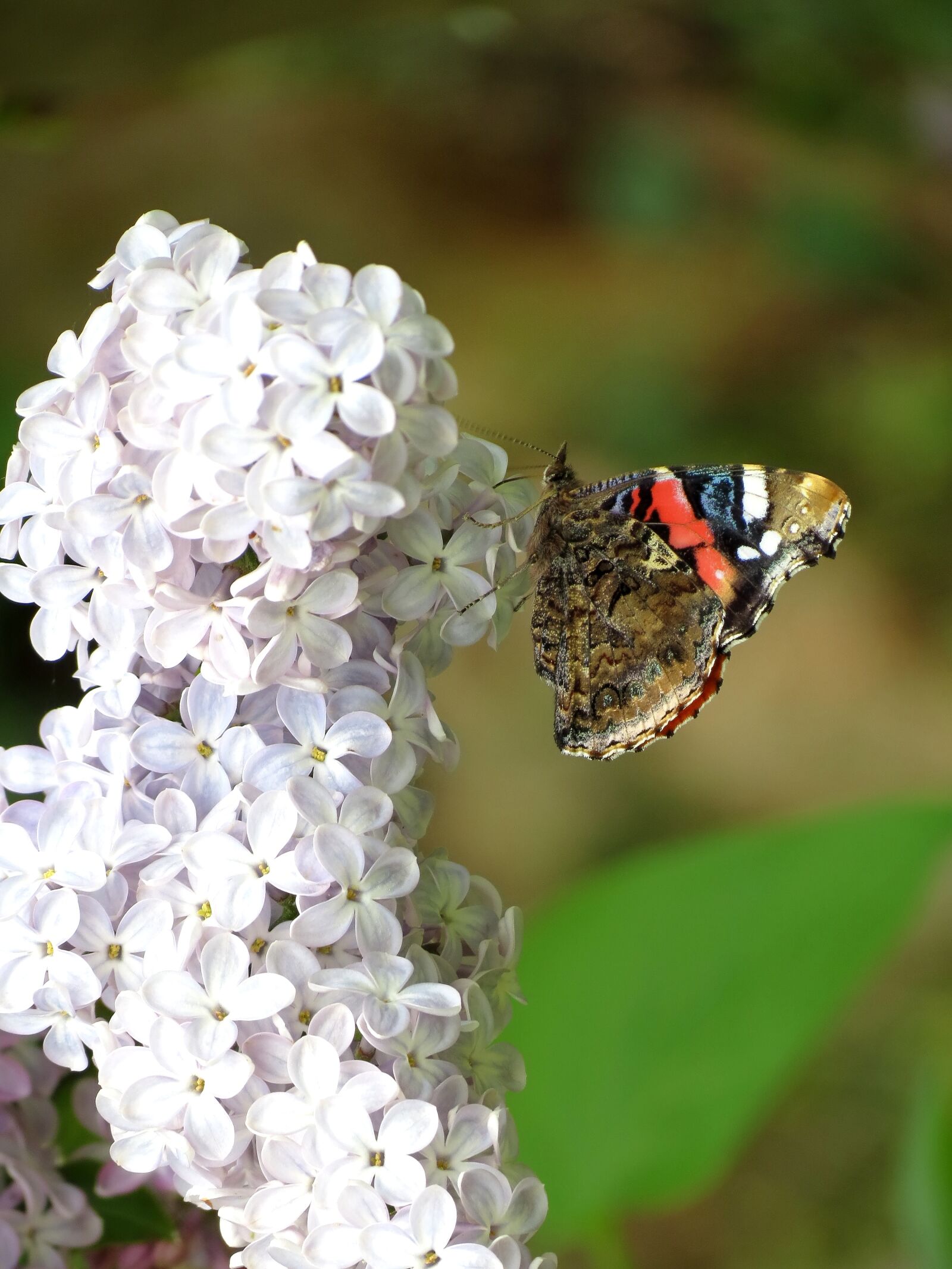 Canon PowerShot SX40 HS sample photo. Nectar, ali, butterfly photography