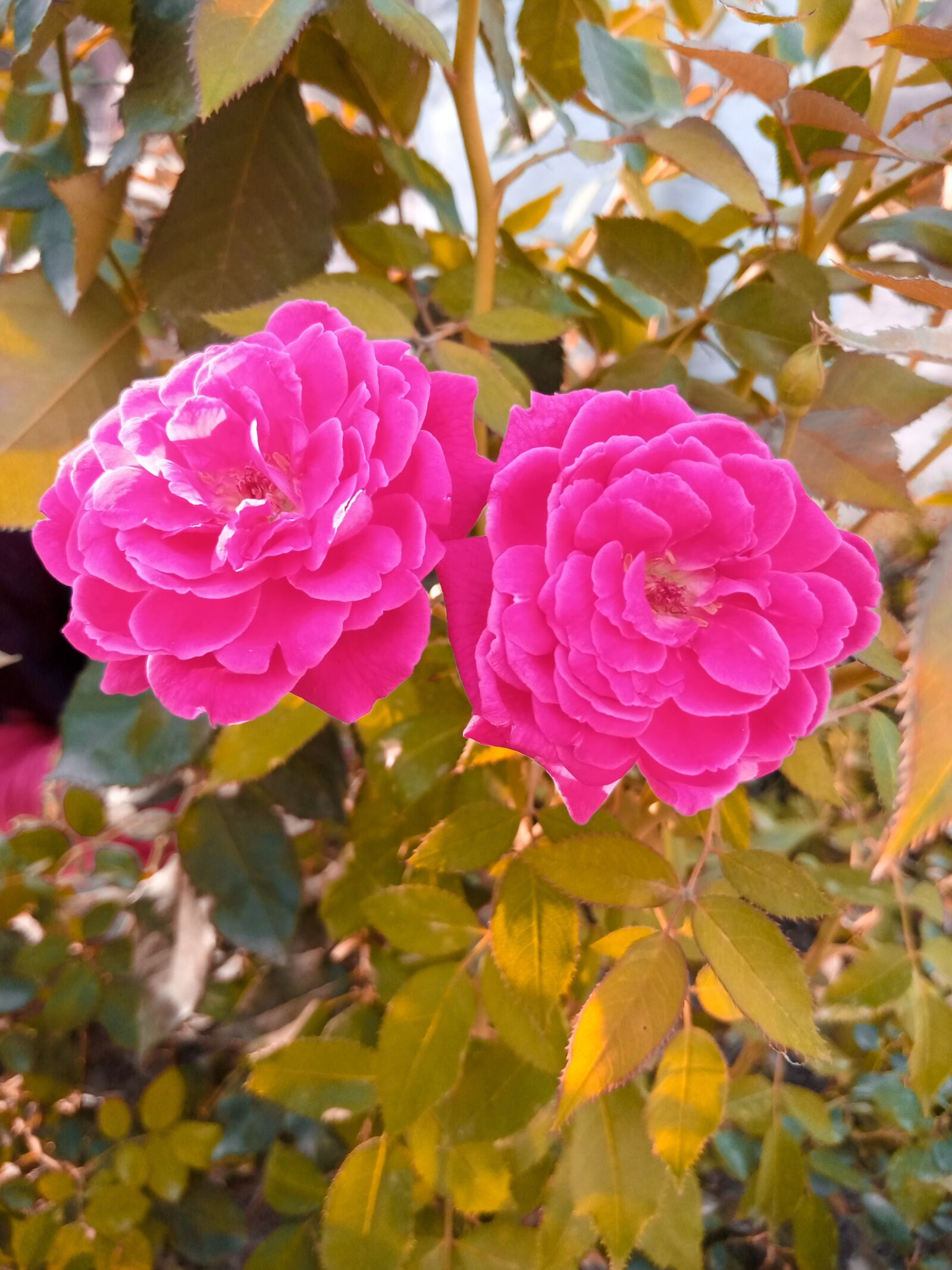 INFINIX MOBILITY LIMITED Infinix X650C sample photo. Red flower, natural, beauty photography