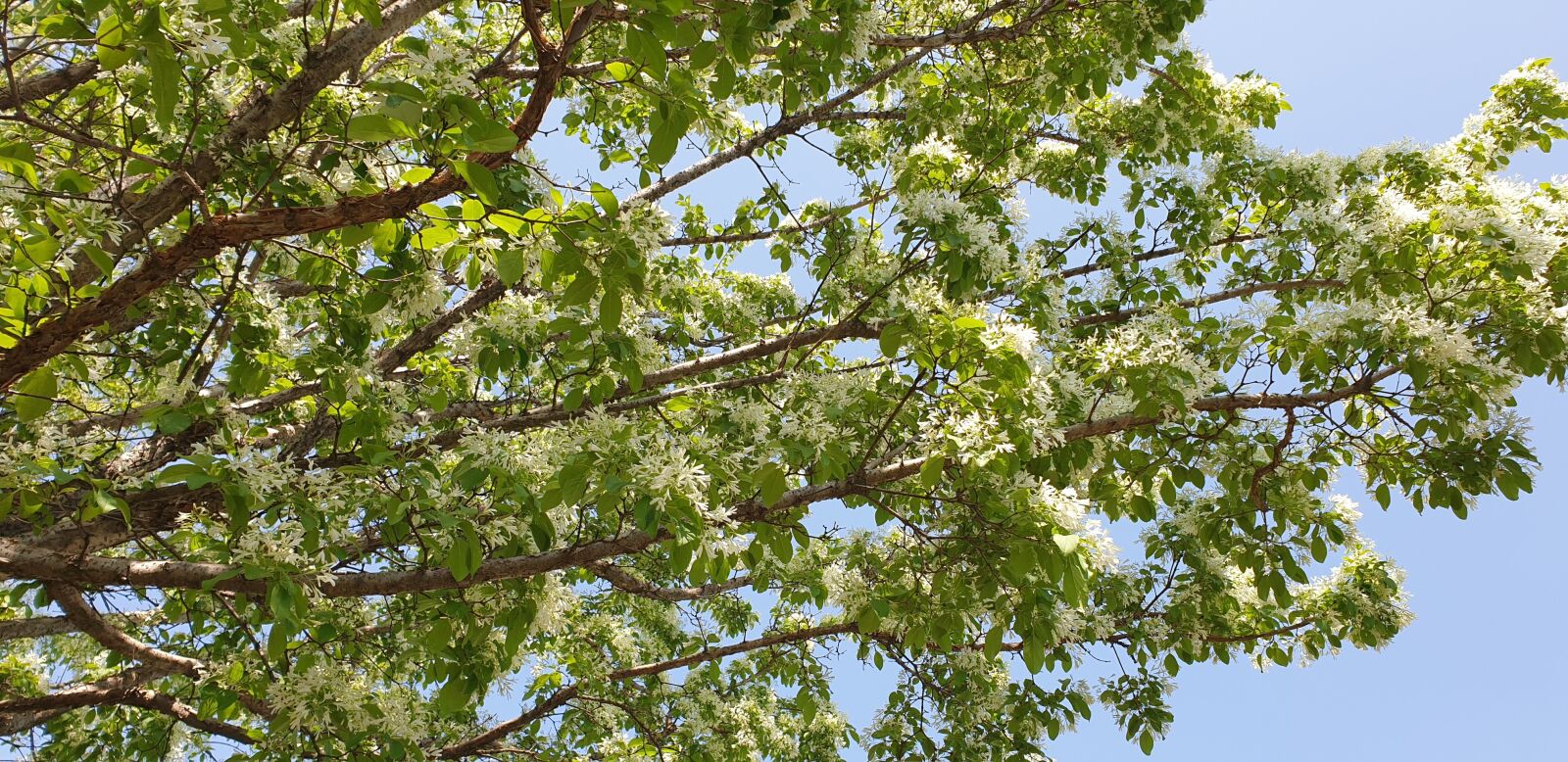 Samsung Galaxy Note9 sample photo. Summer, wood, the leaves photography