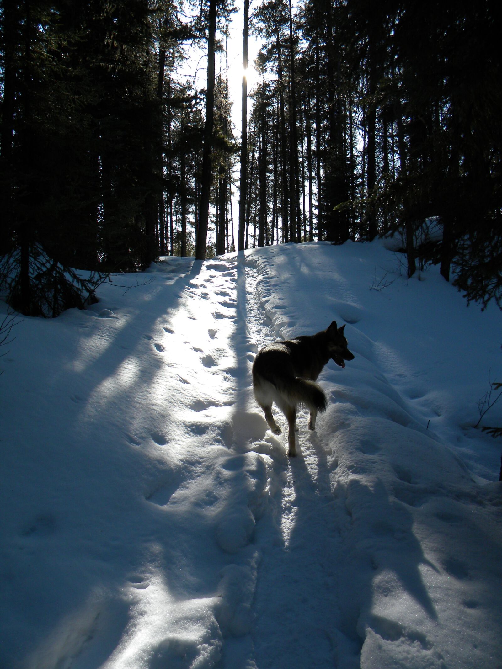 Nikon Coolpix L100 sample photo. Dog, happy, snow photography