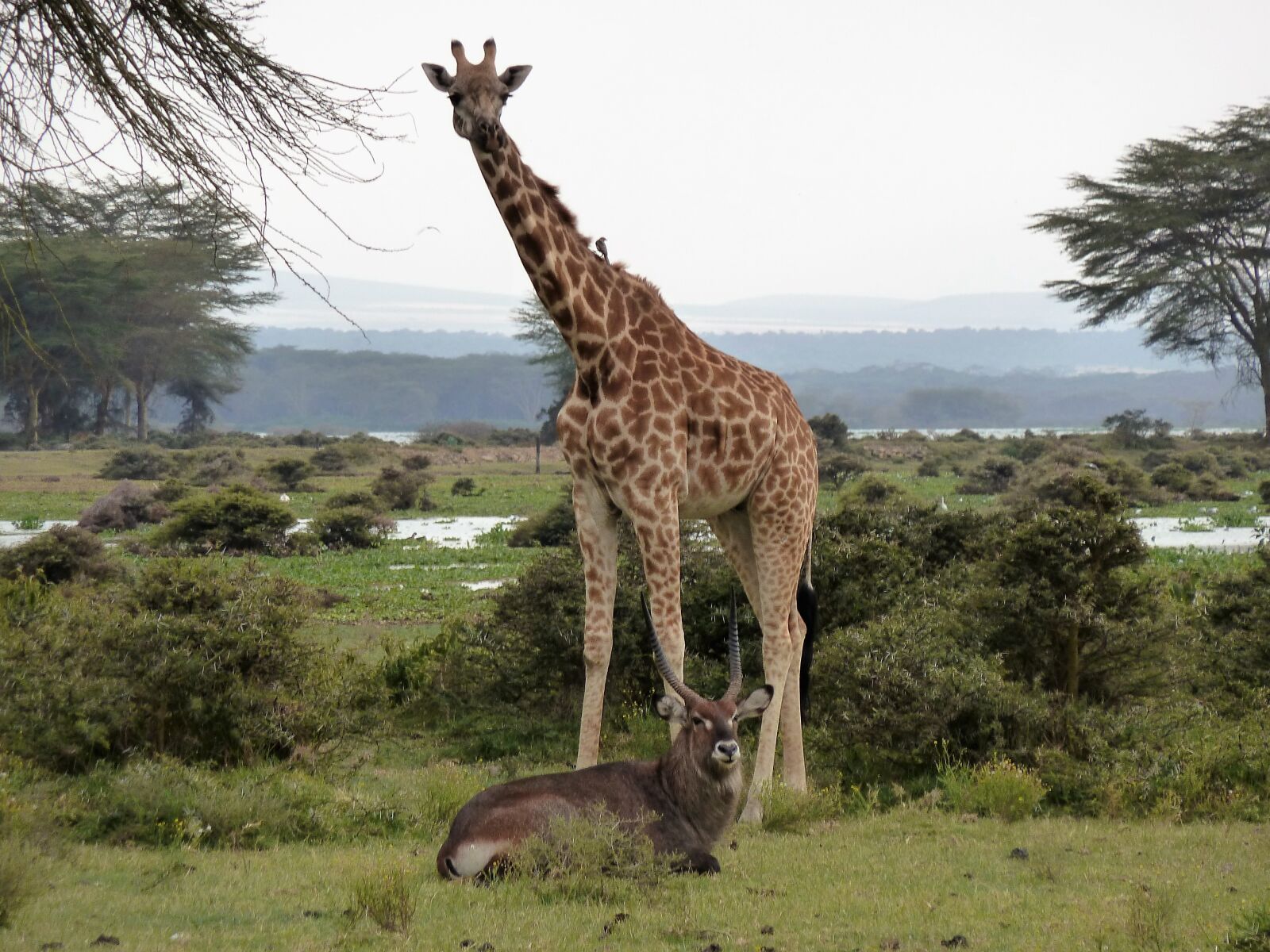 Panasonic Lumix DMC-ZS5 (Lumix DMC-TZ8) sample photo. Giraffe, africa, safari photography