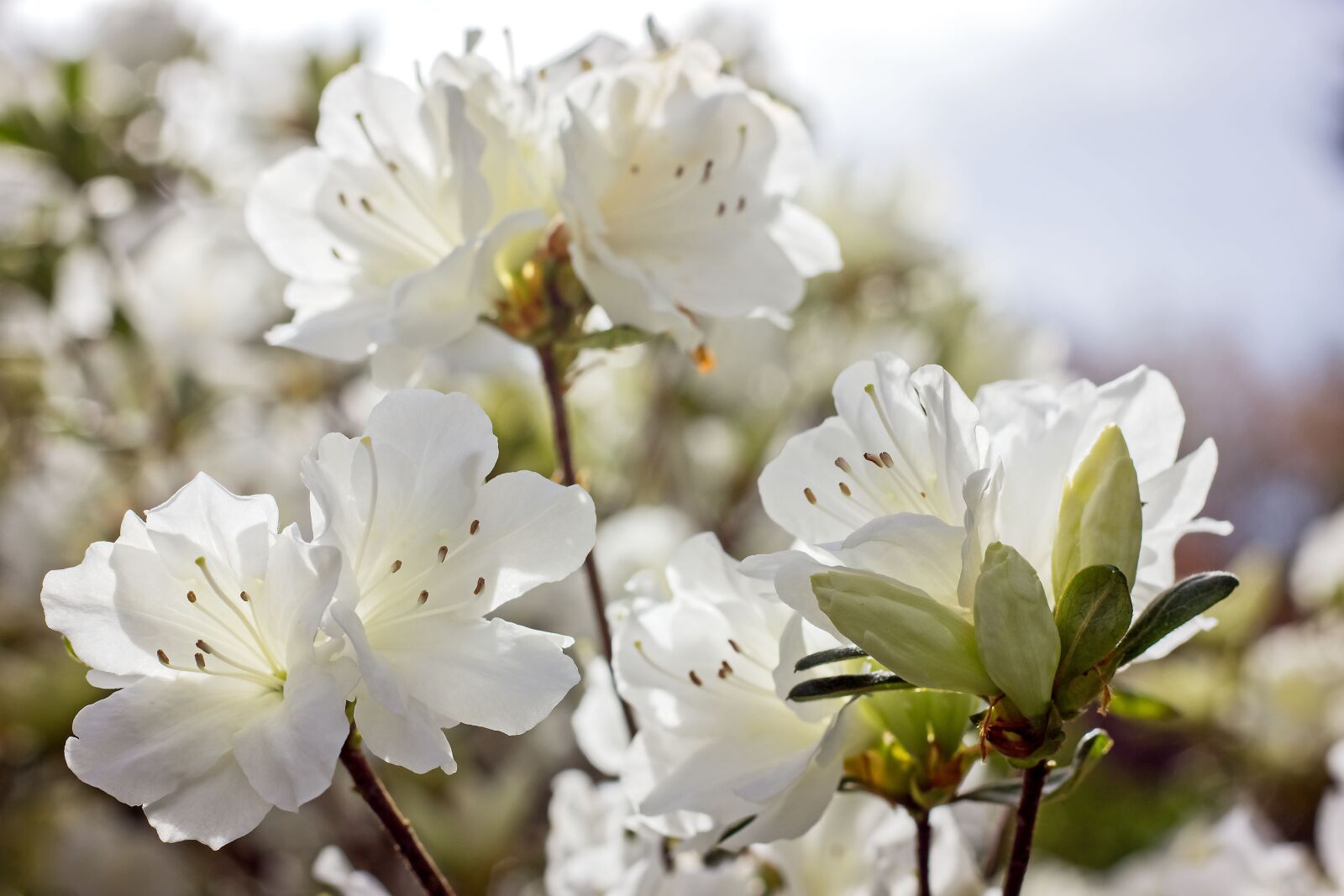 Canon EF 50mm F1.8 STM sample photo. Azalea, flowers, nature photography