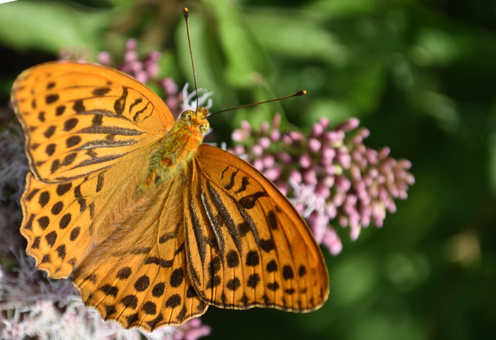 Nikon D5600 sample photo. Butterfly, fritillary, butterflies photography