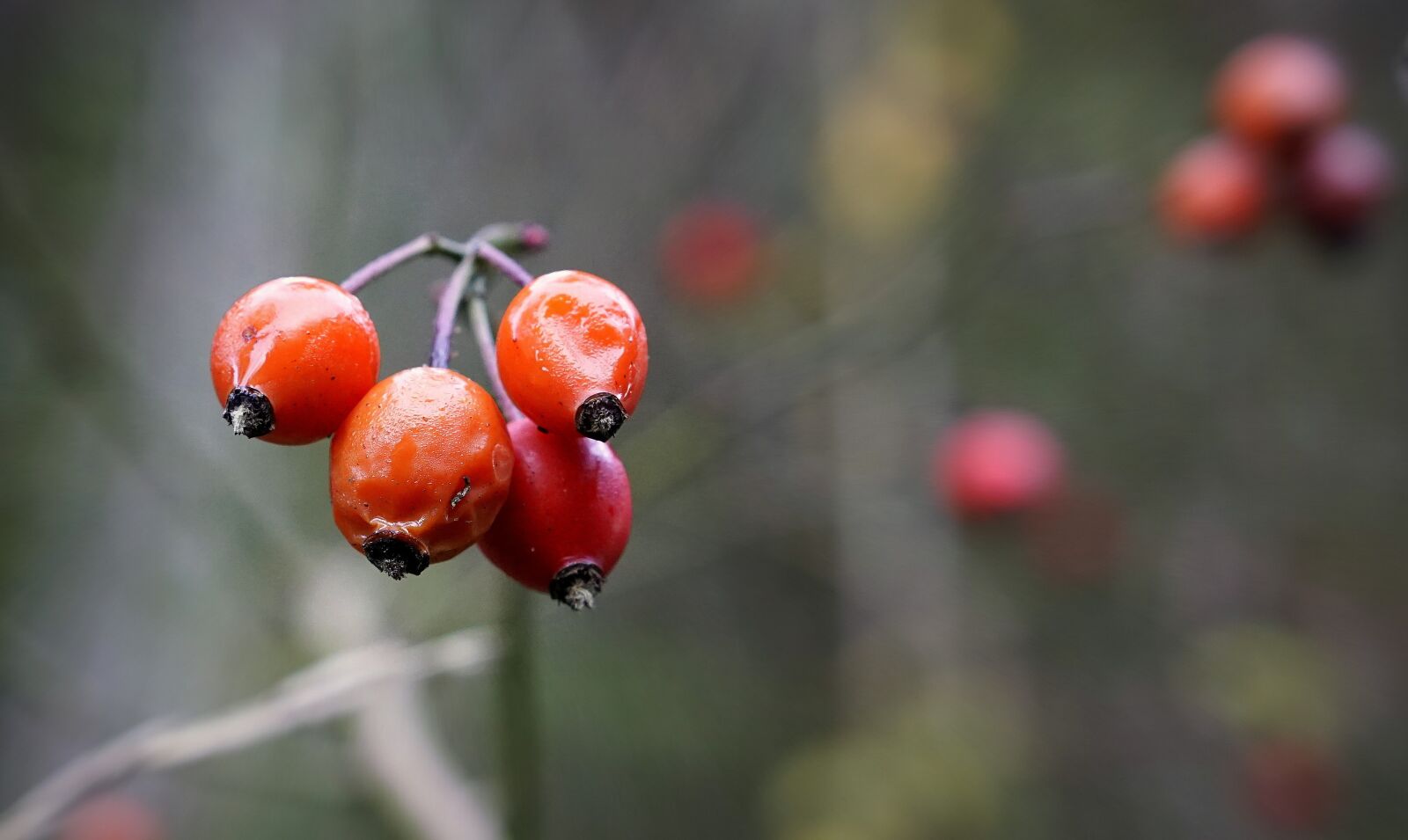 Sony a6000 sample photo. Berries, red, fruit photography