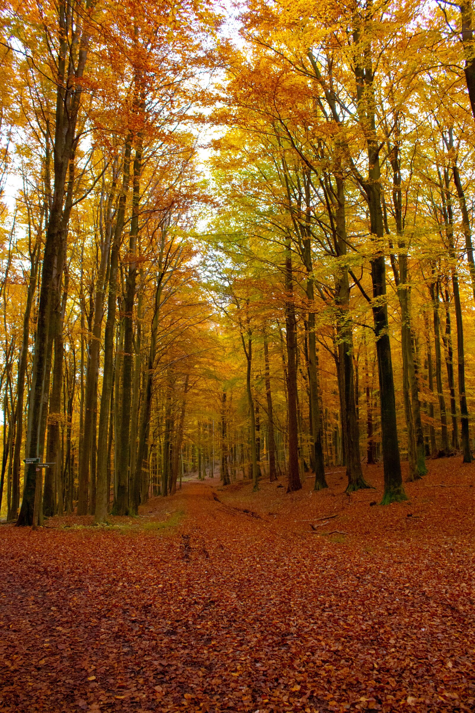 Canon EOS 450D (EOS Rebel XSi / EOS Kiss X2) sample photo. Autumn, forest, king chair photography