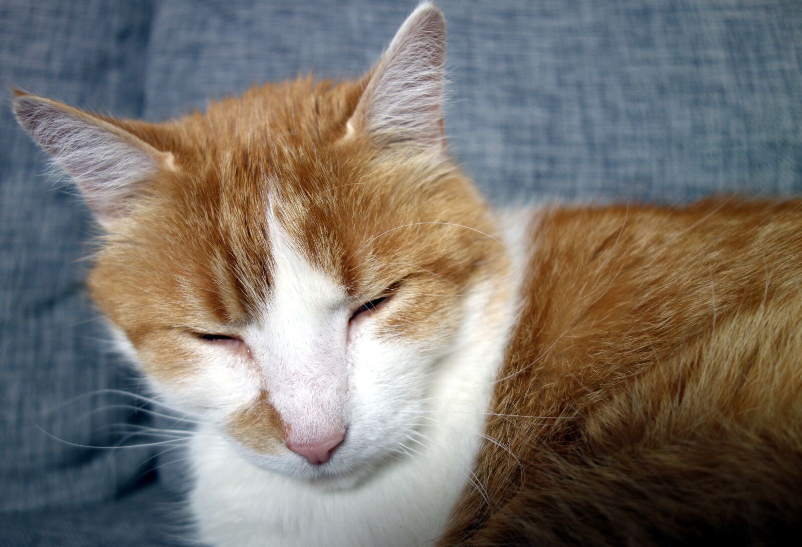 Sony Cyber-shot DSC-RX100 sample photo. Cat, domestic cat, animal photography