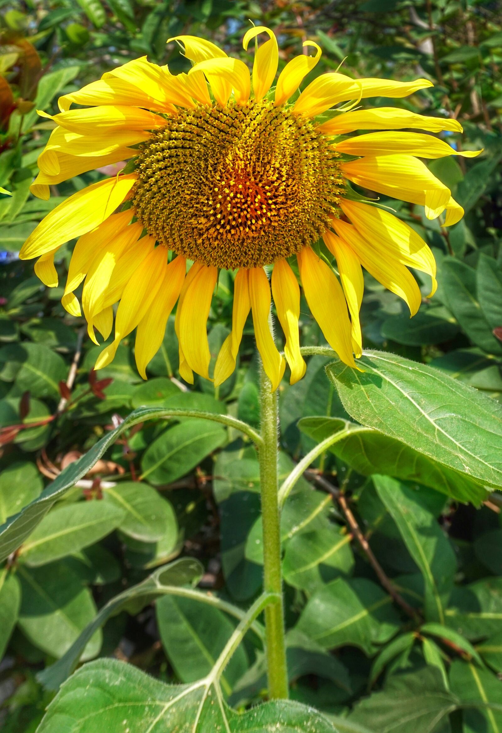 Sony a6300 sample photo. Large, sunflower, nature photography