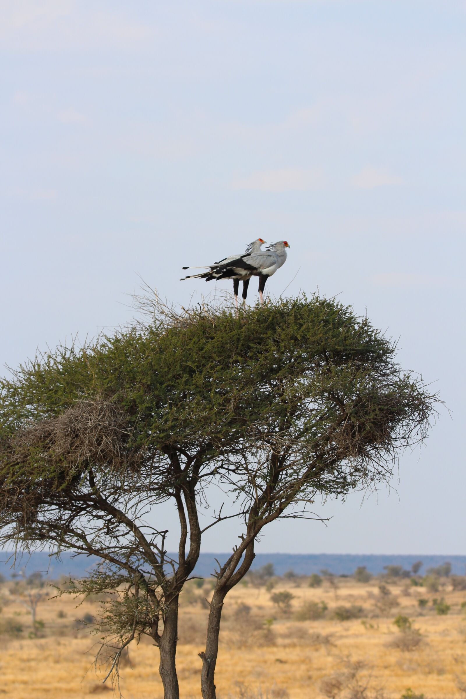 150-600mm F5-6.3 DG OS HSM | Contemporary 015 sample photo. Secretary, birds, perched photography