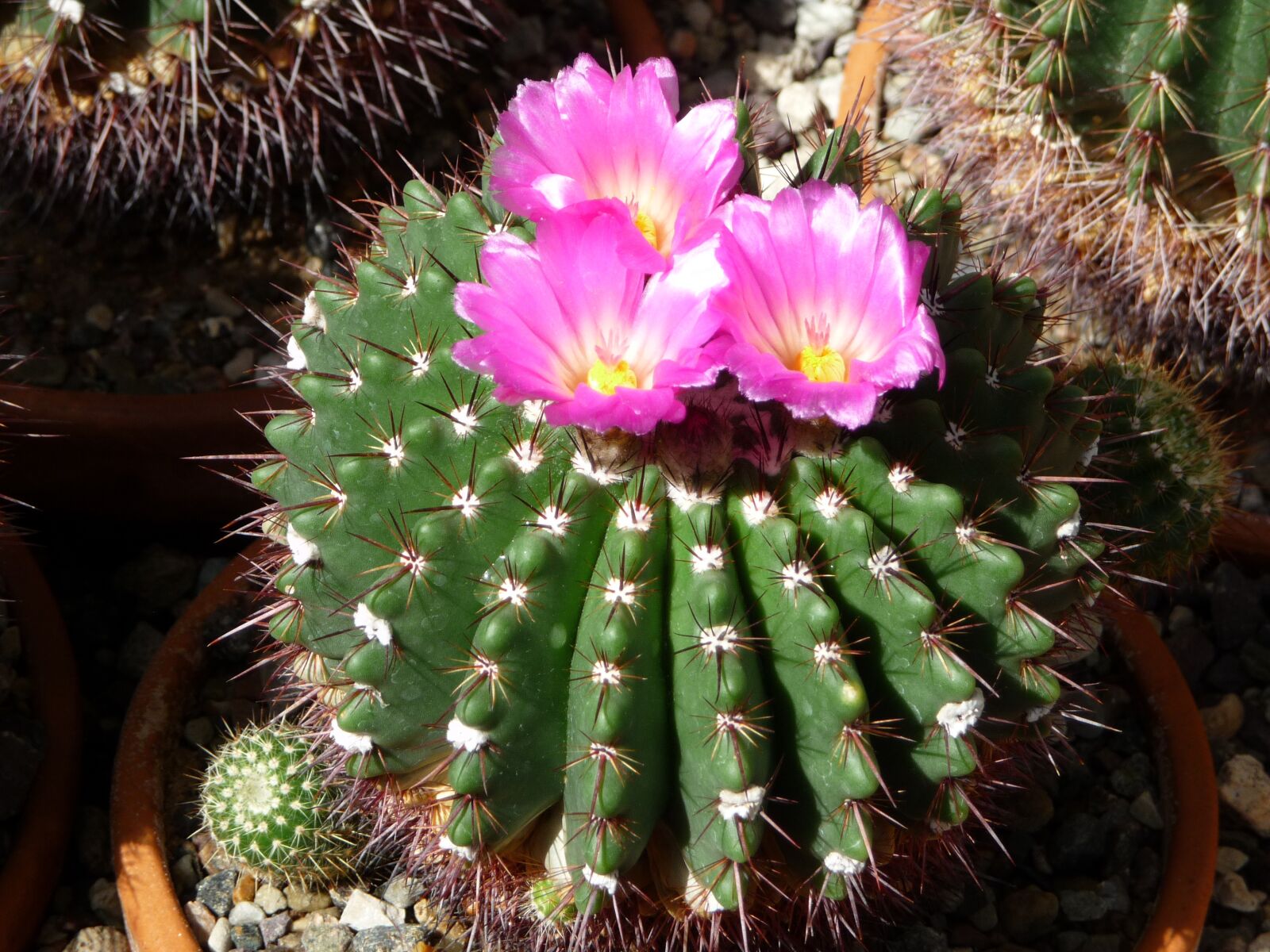 Panasonic DMC-TZ5 sample photo. Cactus, flowers, plant photography