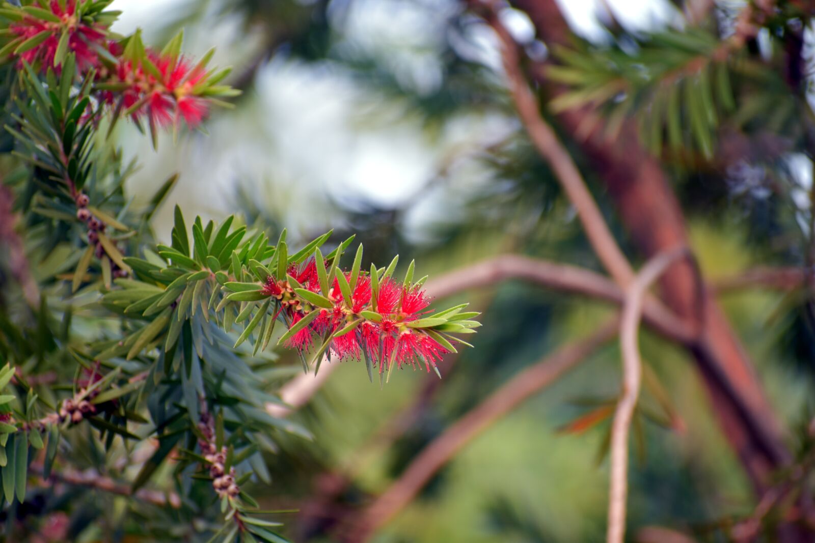 Nikon D5600 sample photo. Red bottlebrush, callistemon, plant photography