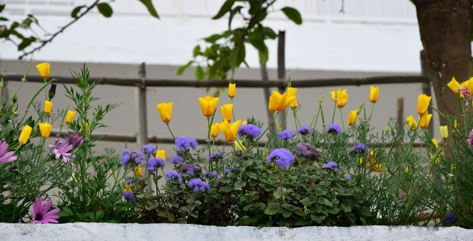 Nikon D3300 sample photo. Flower, garden, nature photography