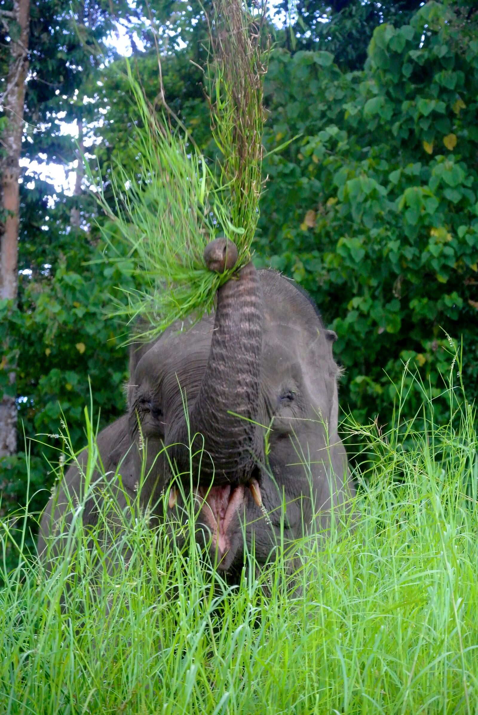 Nikon 1 Nikkor VR 30-110mm F3.8-5.6 sample photo. Borneo, elephant, happy photography