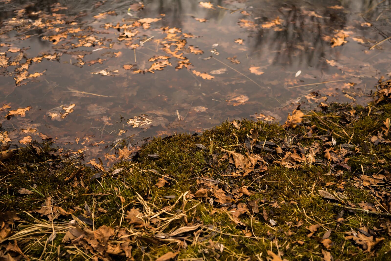 Sony a6300 sample photo. Pond, moss, water photography