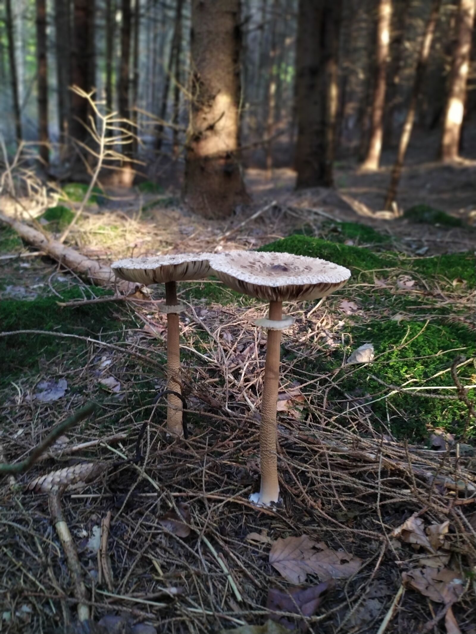 Xiaomi Redmi Note 7 sample photo. Meaner giants schirmling, mushroom photography