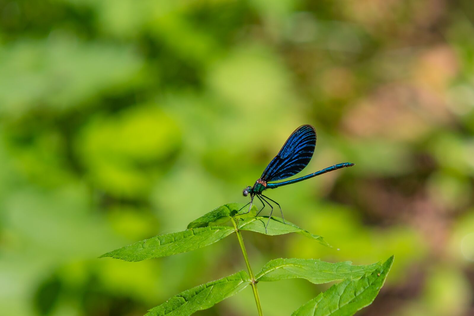 Canon EOS 7D Mark II sample photo. Dragonfly, blue-winged demoiselle, flight photography