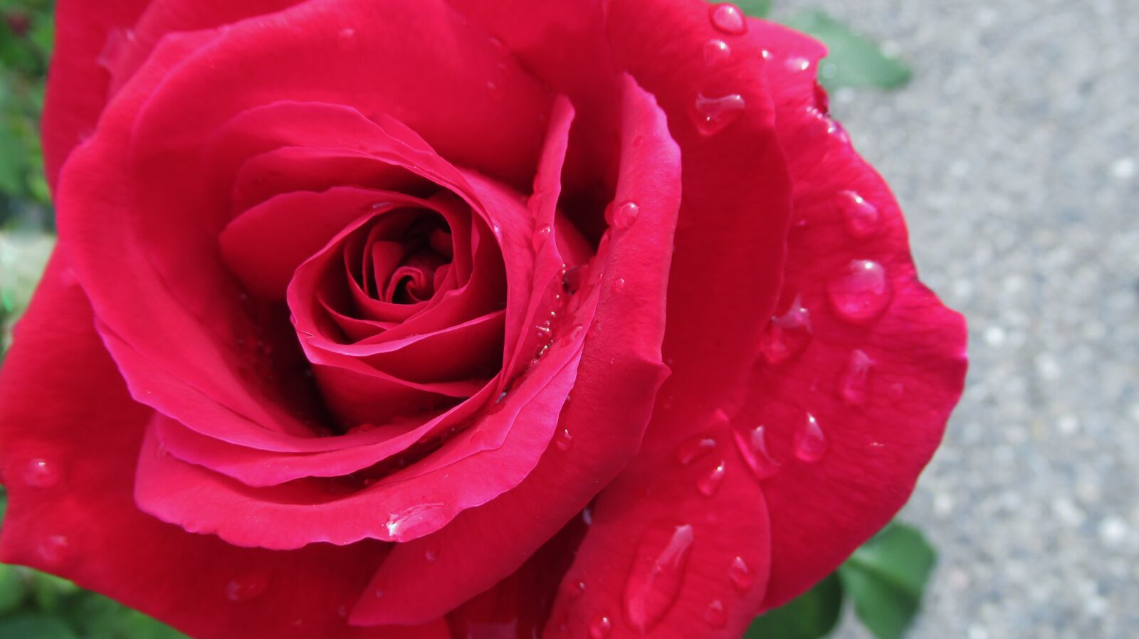Canon PowerShot SX620 HS sample photo. Rose, flower, nature photography