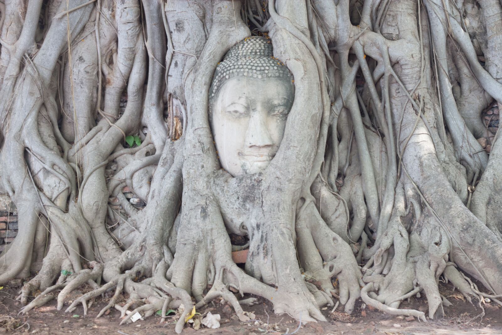 Canon EOS 60D + Canon EF 50mm F1.8 II sample photo. Ayutthaya, tree, head of photography