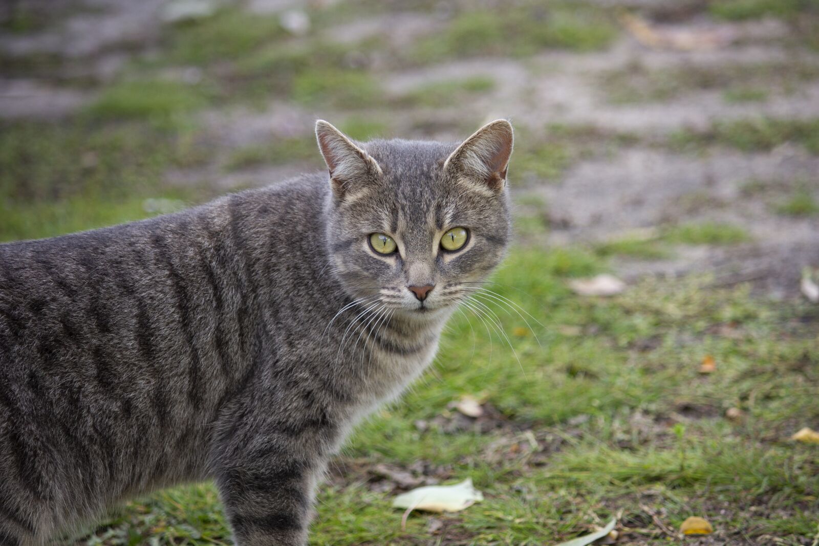 Canon EOS 550D (EOS Rebel T2i / EOS Kiss X4) + Canon EF-S 55-250mm F4-5.6 IS II sample photo. Cat, autumn, grass photography