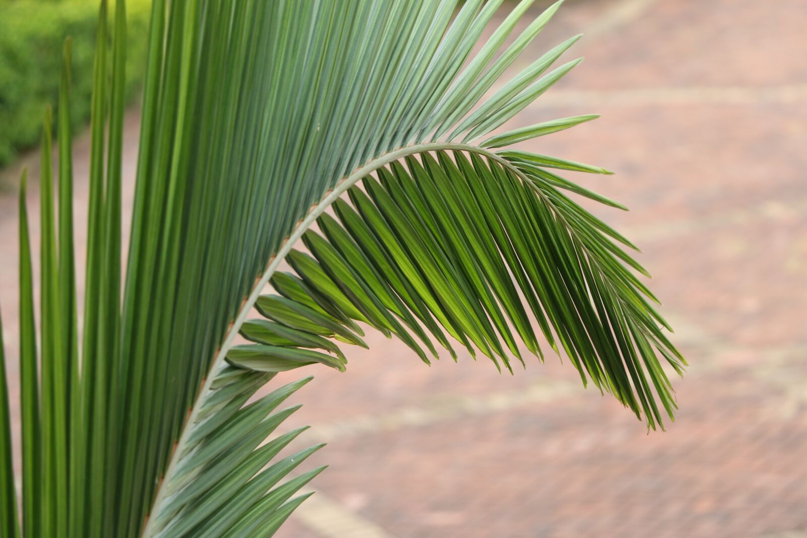Canon EOS 70D sample photo. Leaf, glossy dark green photography