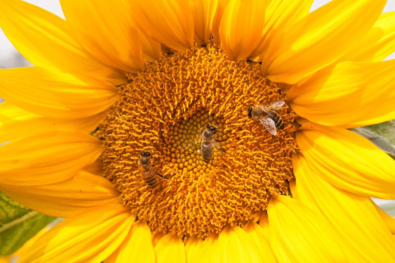 Canon EOS 500D (EOS Rebel T1i / EOS Kiss X3) + Canon EF-S 18-55mm F3.5-5.6 IS sample photo. Sunflower, bees, nature photography