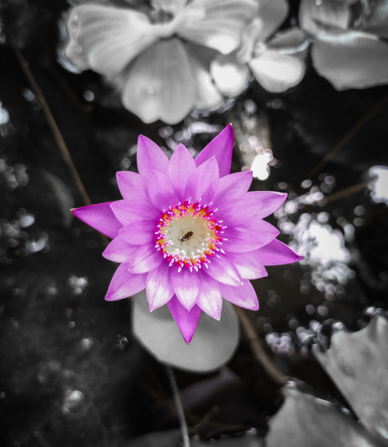 Xiaomi Redmi Note 7 sample photo. Flowers, lotus, petals photography