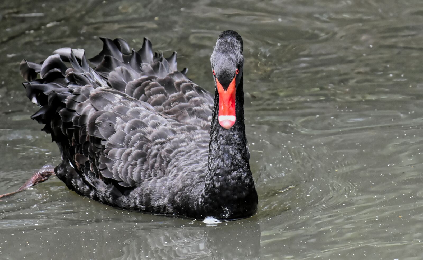 Nikon D7200 sample photo. Swan, black, water bird photography