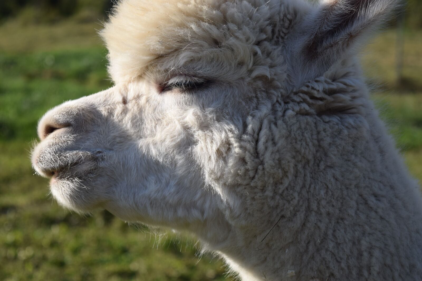 Nikon D3300 sample photo. Alpaca, head, animal photography