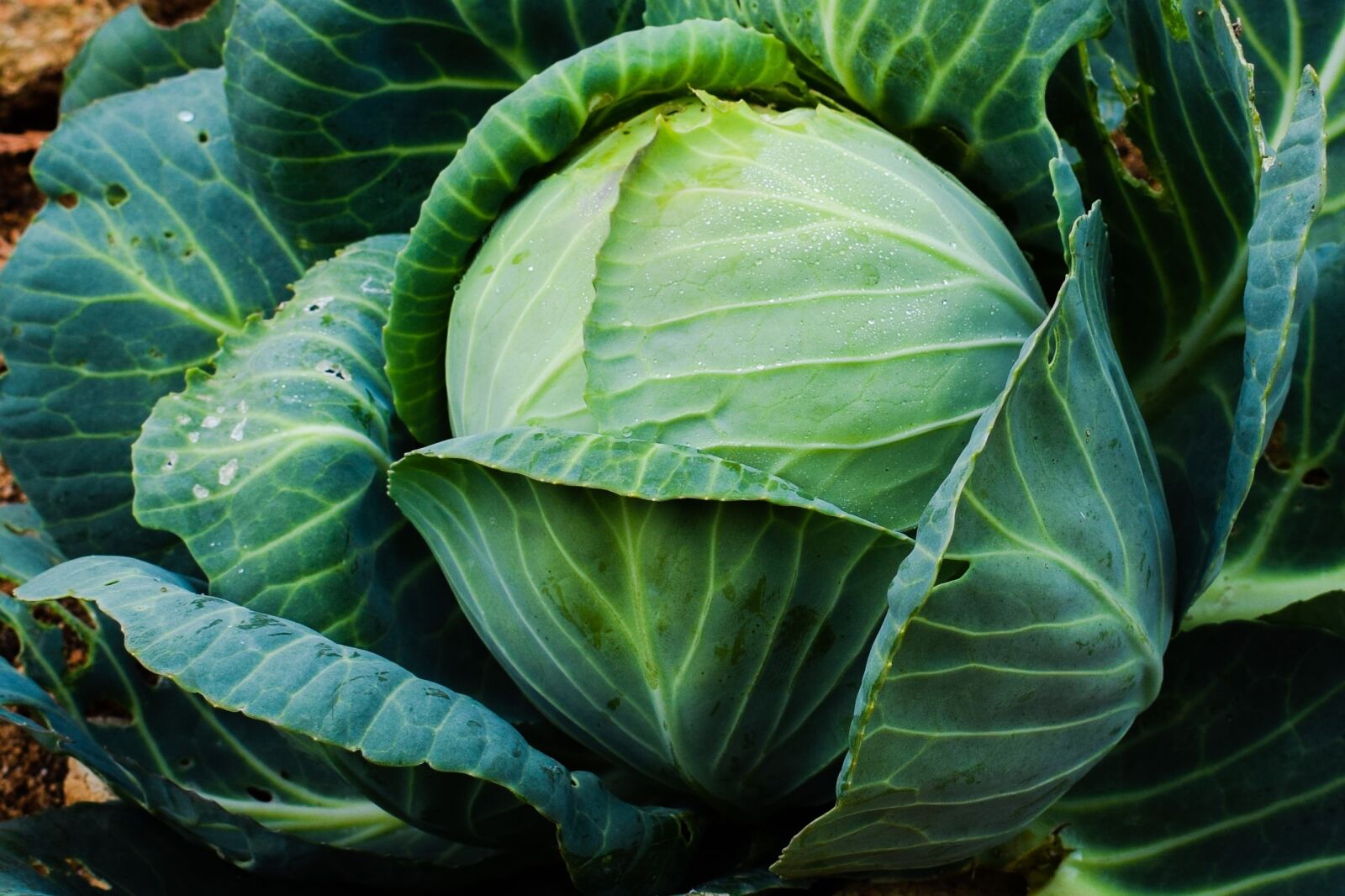 Nikon D3300 sample photo. Cabbage, vegetable, plant photography