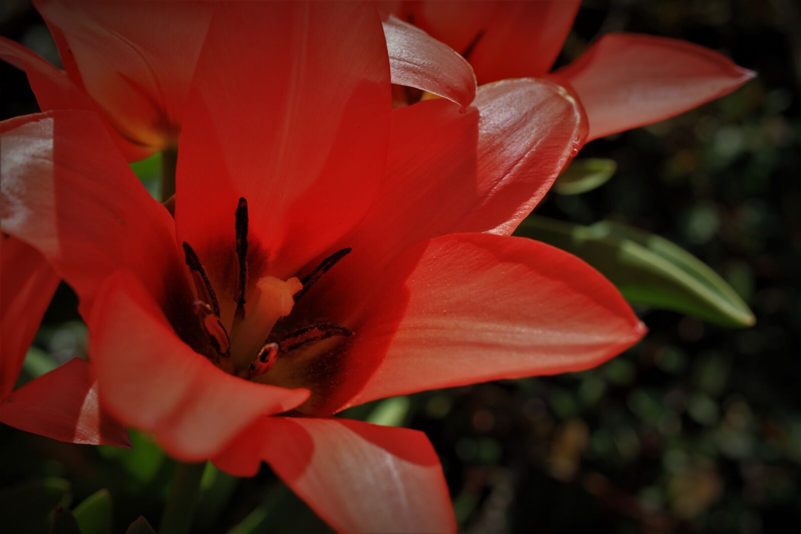 Canon EOS 7D sample photo. Tulips, tulip, red photography