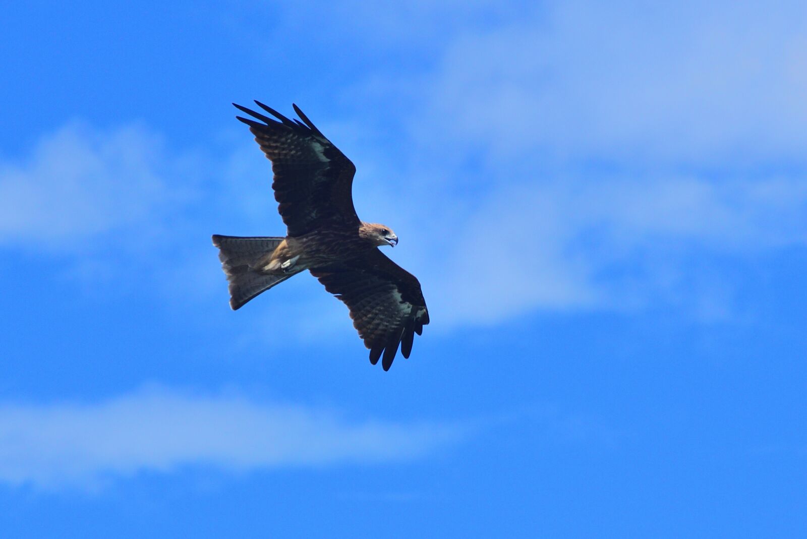 Nikon D750 sample photo. Bird, flight, sky photography