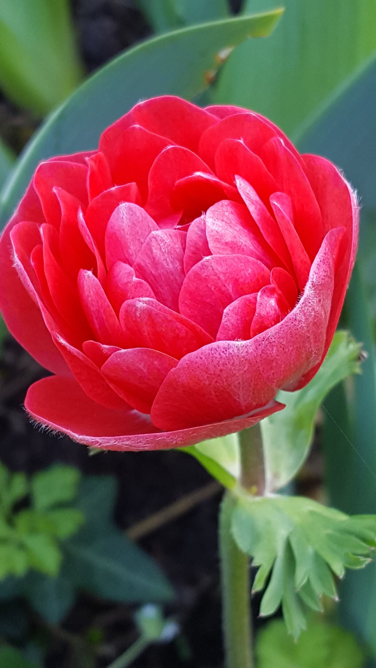 Samsung Galaxy S6 sample photo. Anemone, blossom, bloom photography