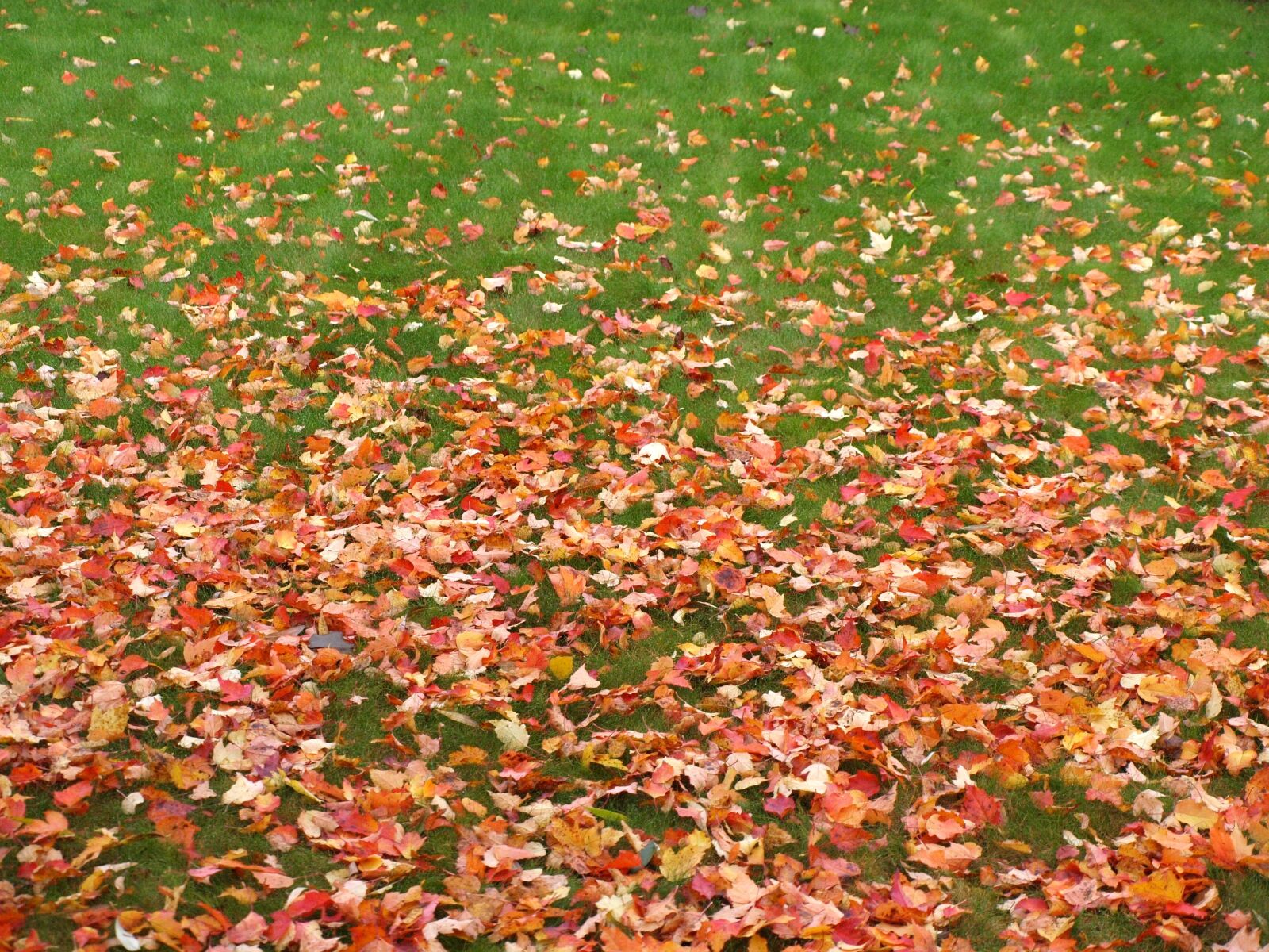 Olympus E-520 (EVOLT E-520) sample photo. The onset of autumn photography