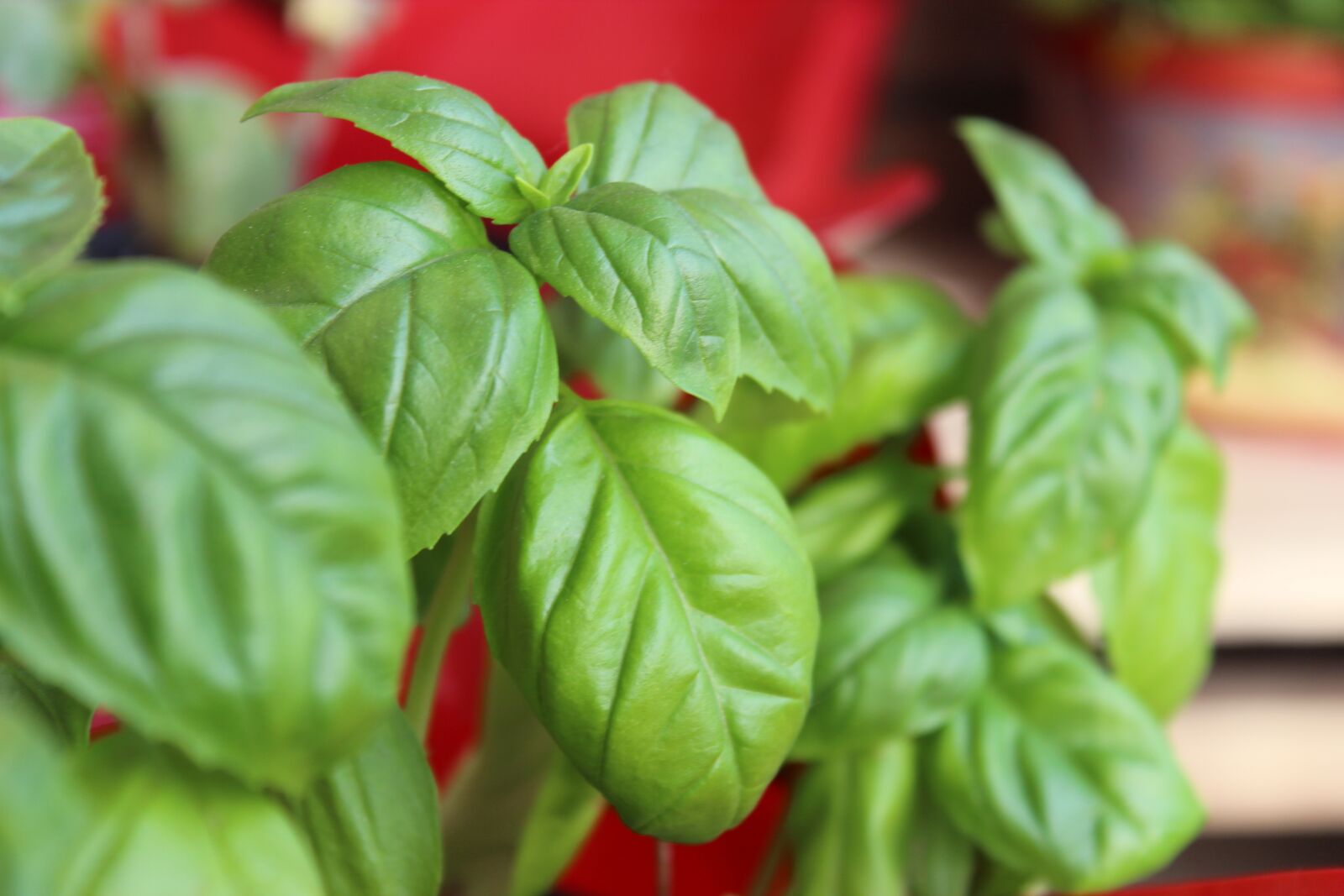 Canon EOS 600D (Rebel EOS T3i / EOS Kiss X5) sample photo. Basil, herbs, ingredient photography