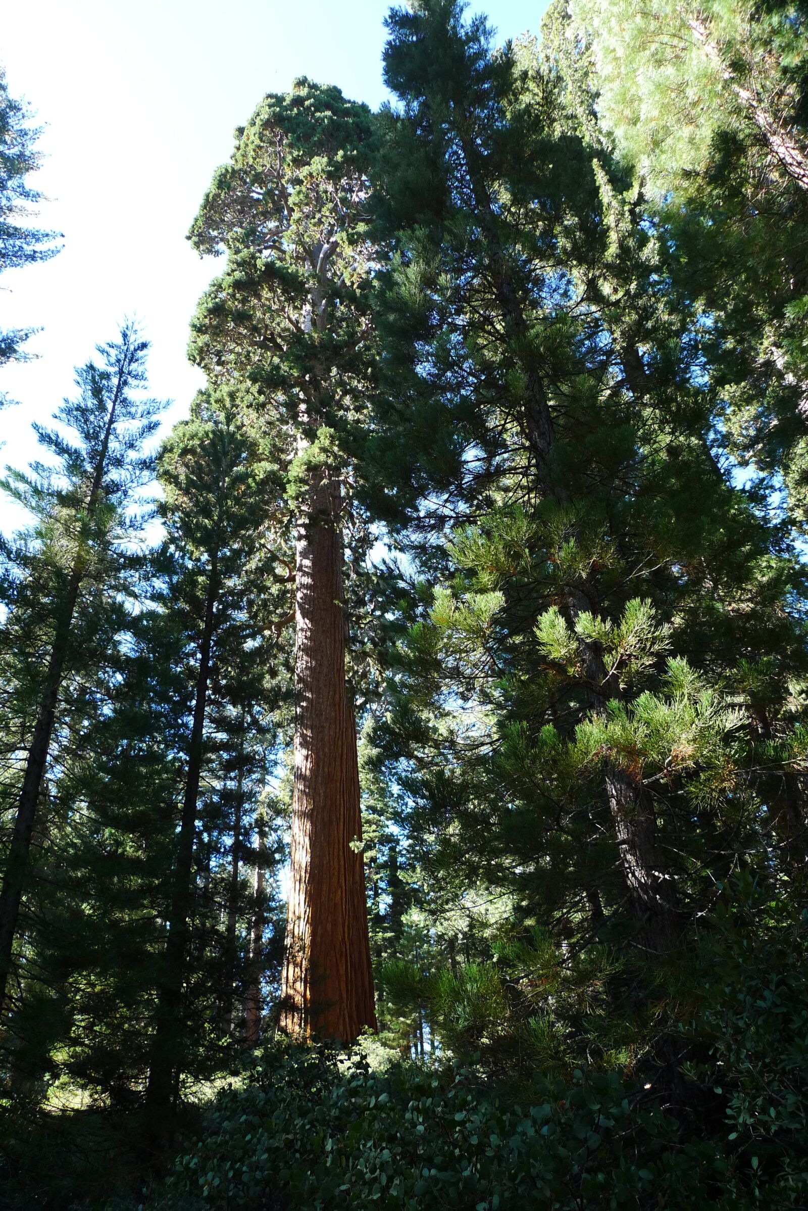 Panasonic Lumix DMC-LX3 sample photo. Redwood, tree, nature photography