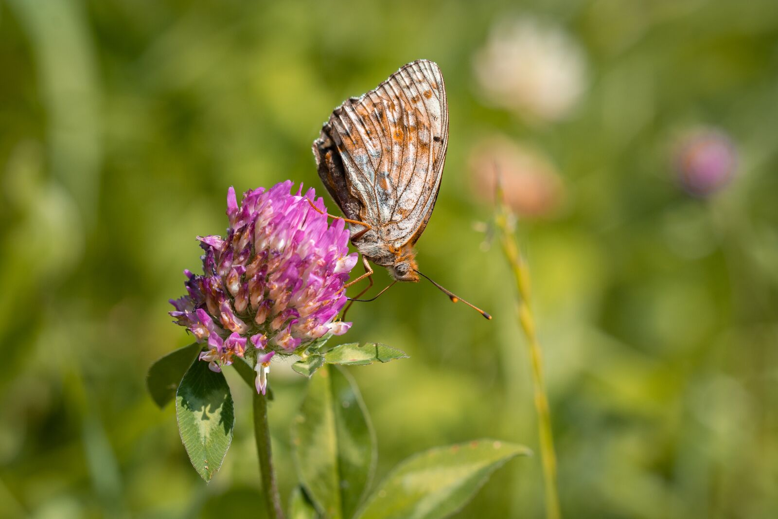 Nikon D7100 sample photo. Butterfly, animal, insect photography