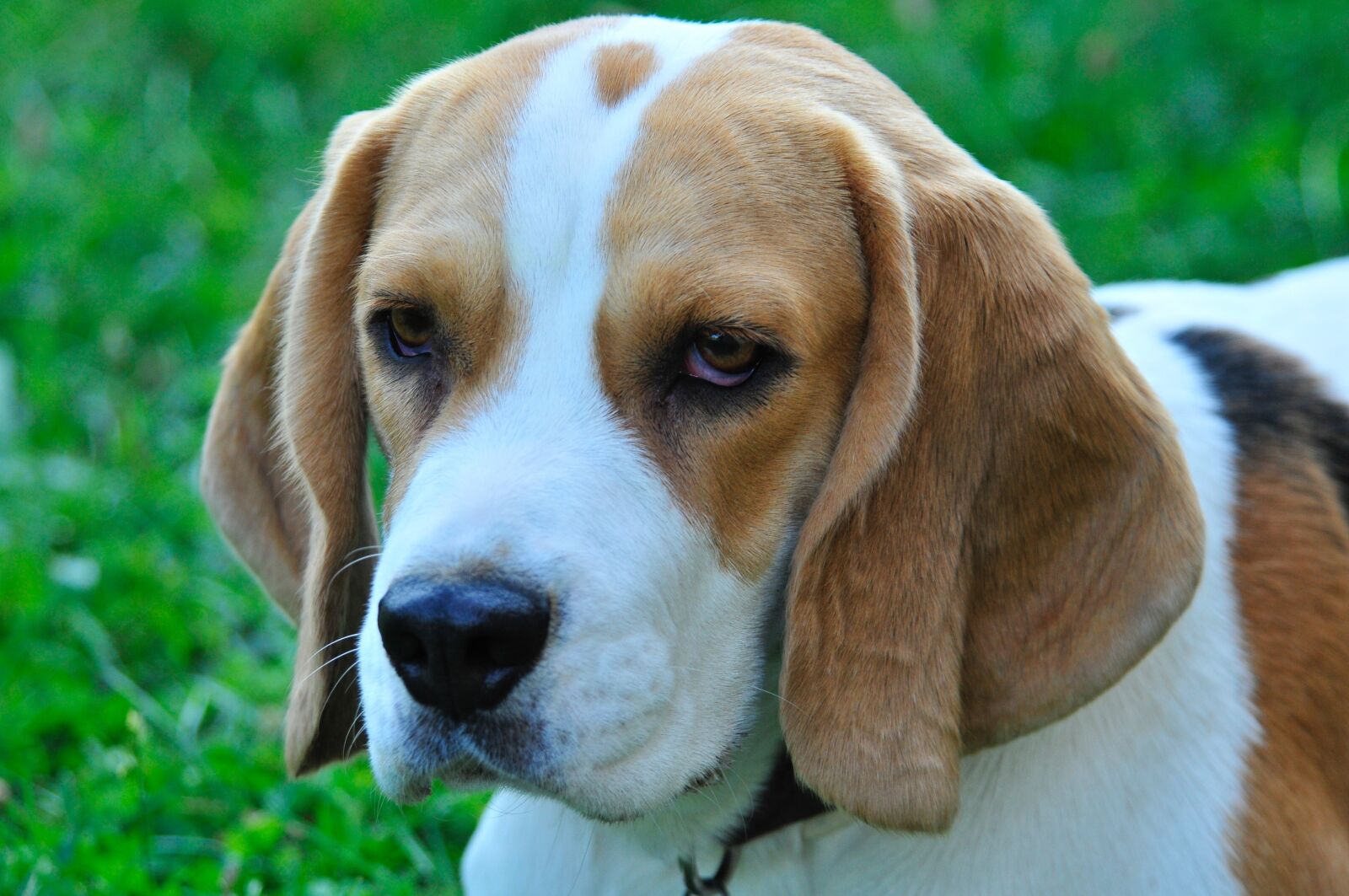 Nikon D300 sample photo. Pet, dog, animals photography
