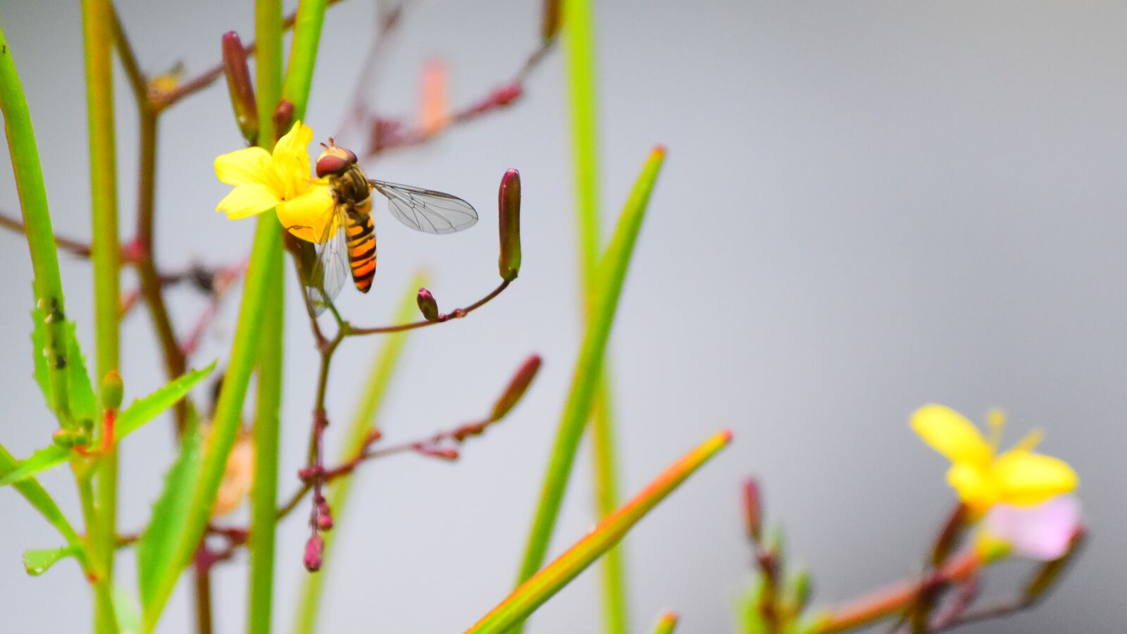 Nikon D3500 sample photo. Episyrphus balteatus, fly, insect photography