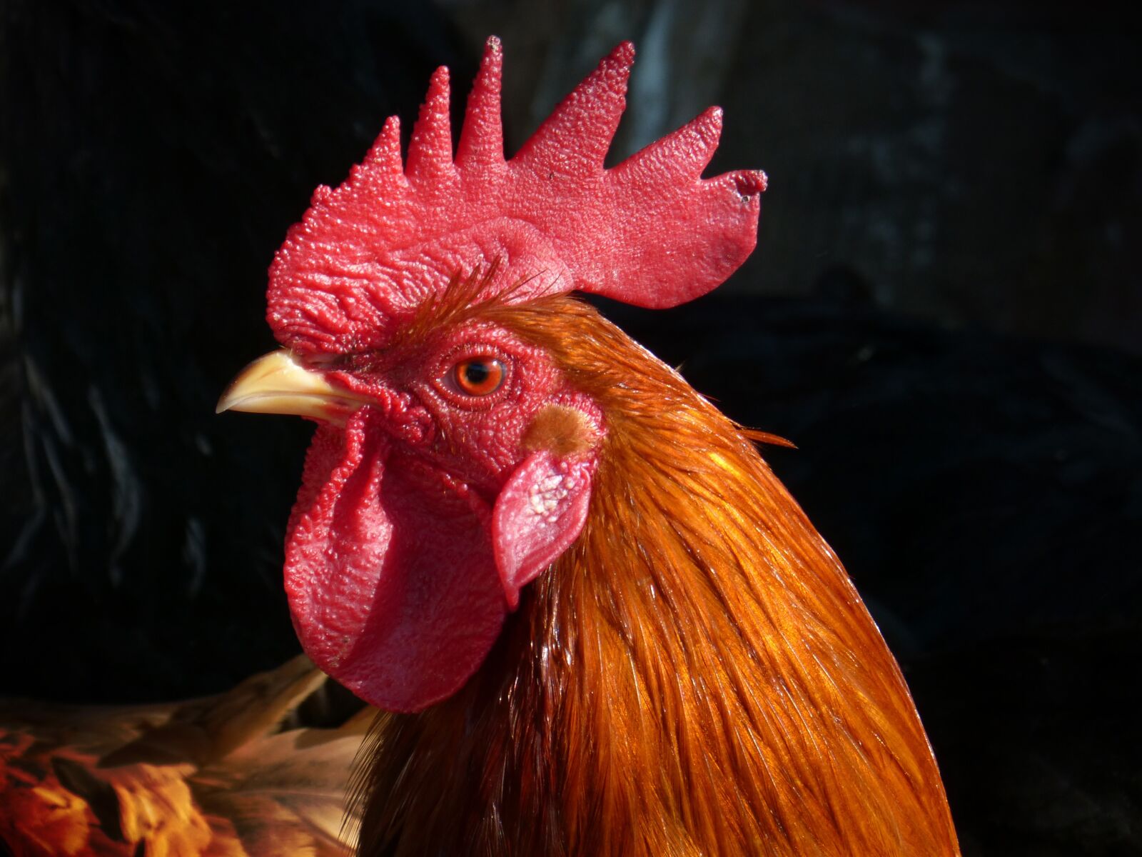 Panasonic DMC-FZ62 sample photo. Gallo, poultry, chicken photography