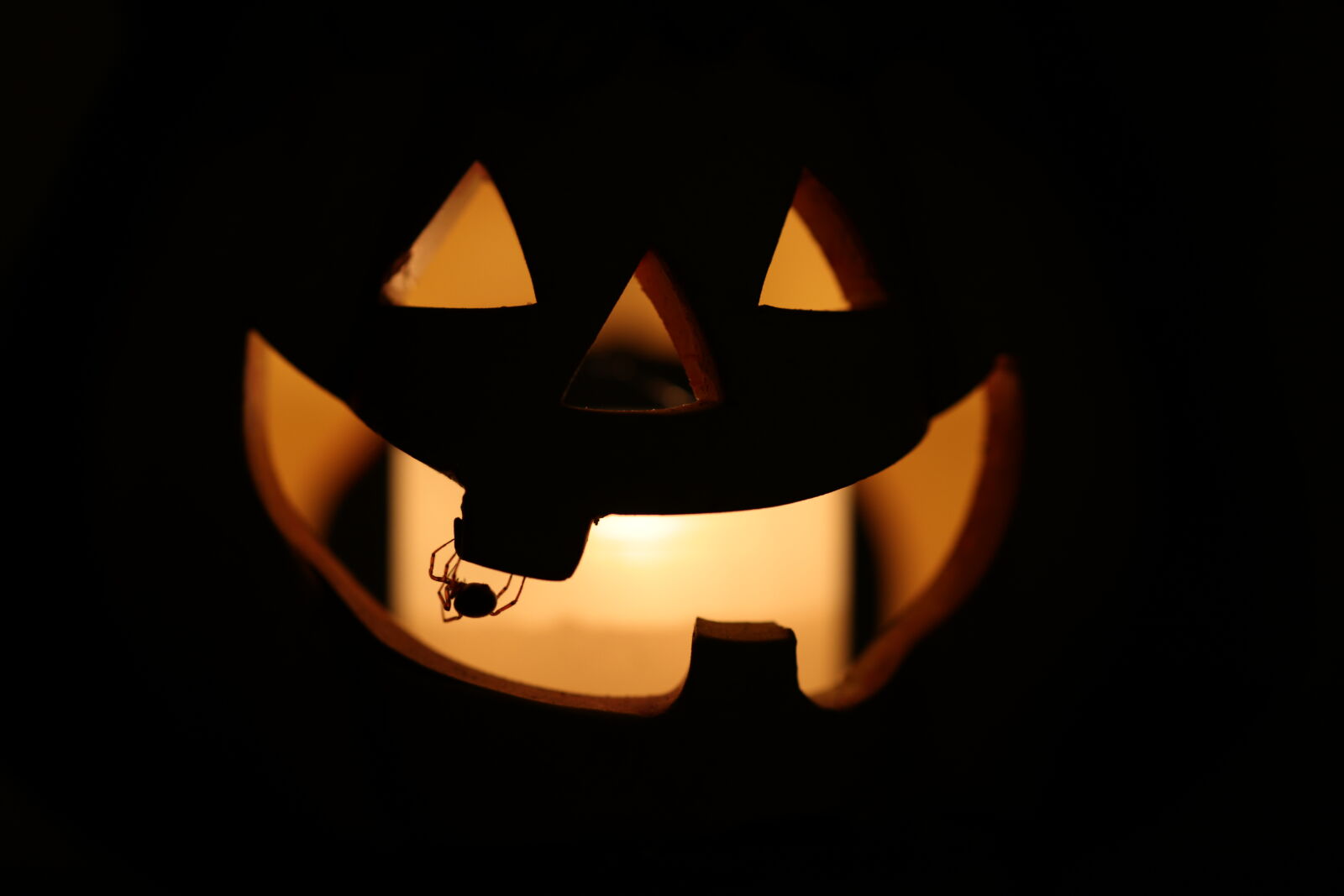 Canon EOS R5 sample photo. Halloween spider photography