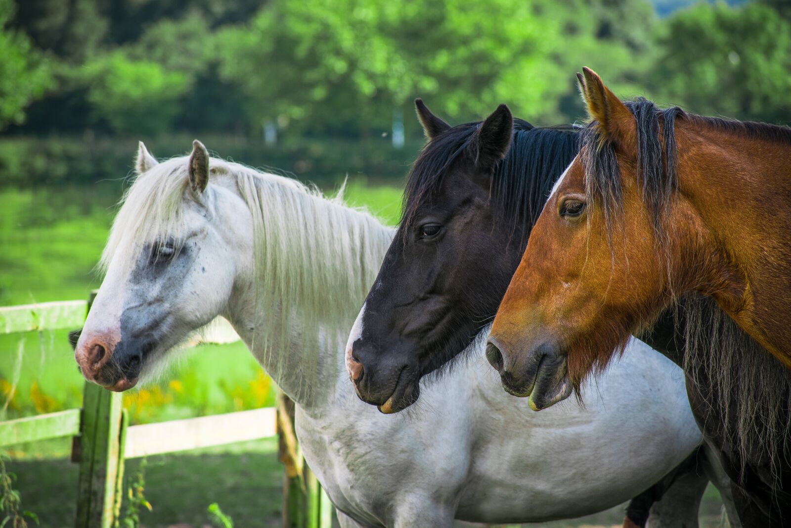 Nikon D3300 sample photo. Animal, beautiful, breed photography