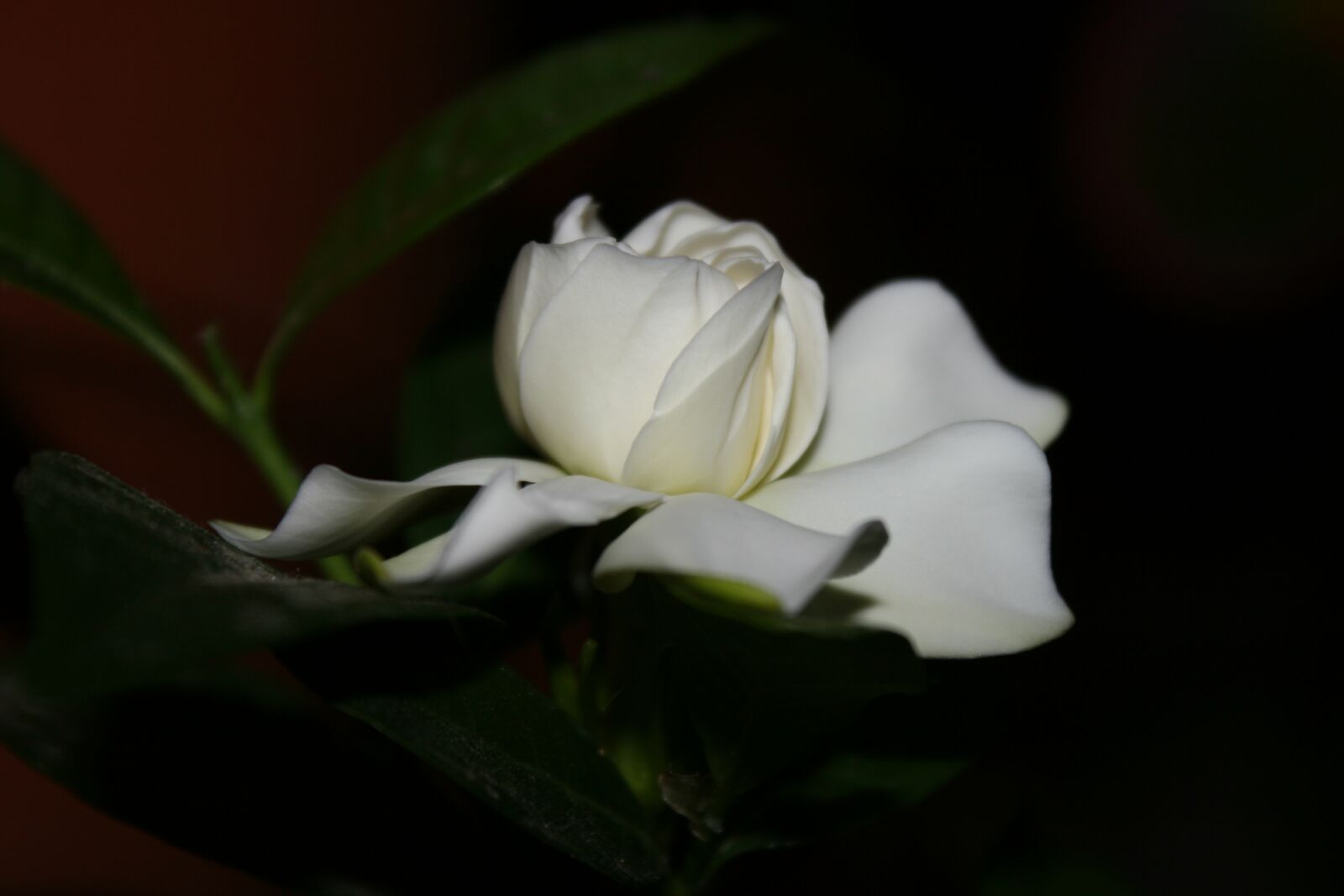 Canon EOS 30D sample photo. Flower, cape jasmine, gardenia photography