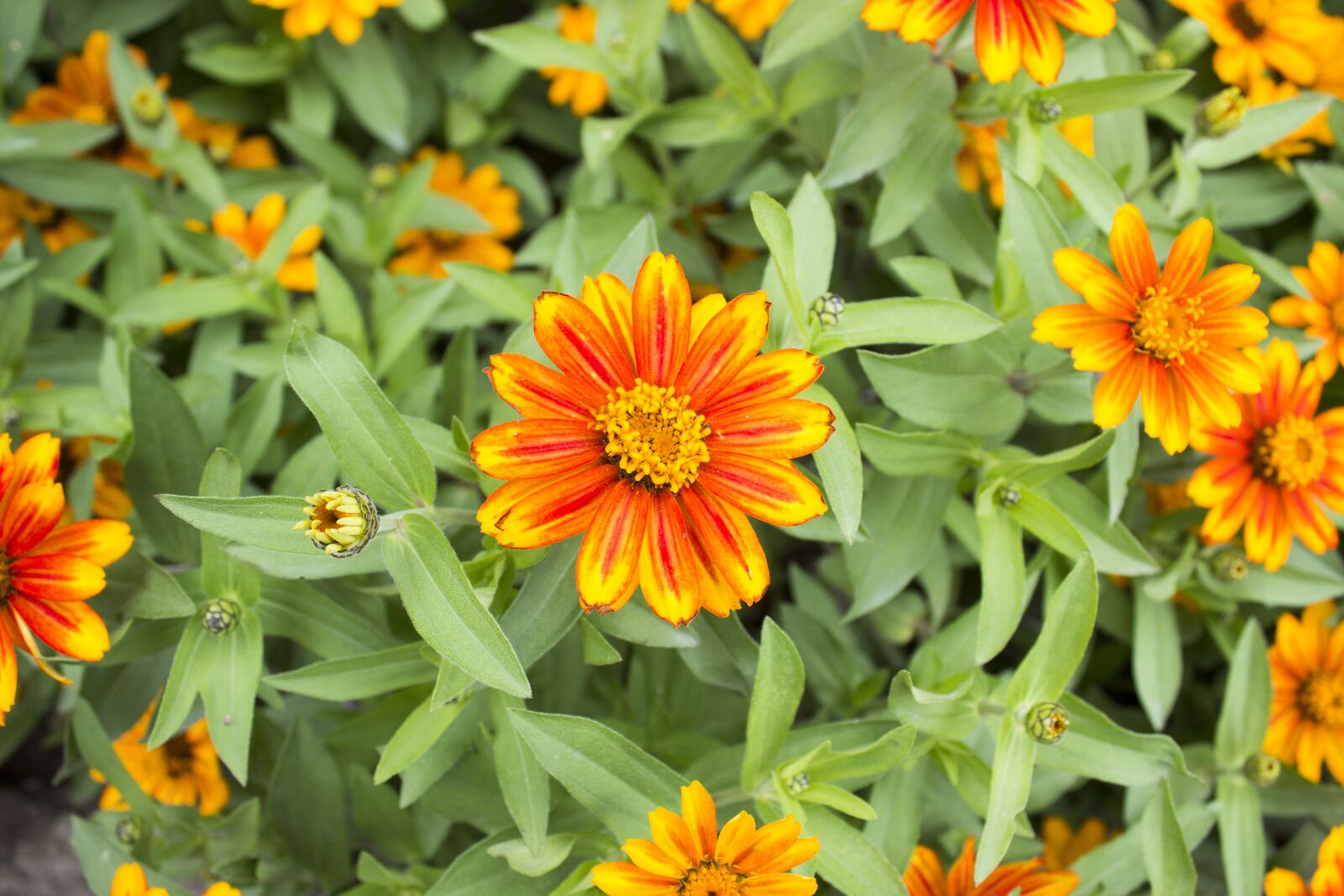 Canon EOS 600D (Rebel EOS T3i / EOS Kiss X5) sample photo. Zinnia, zahara sunburst, orange photography